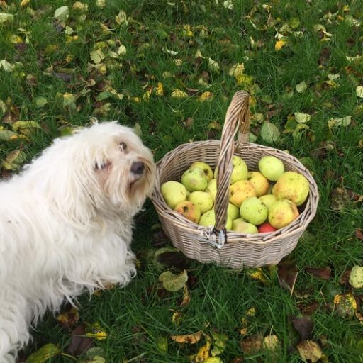 Velkommen til Lones Have.