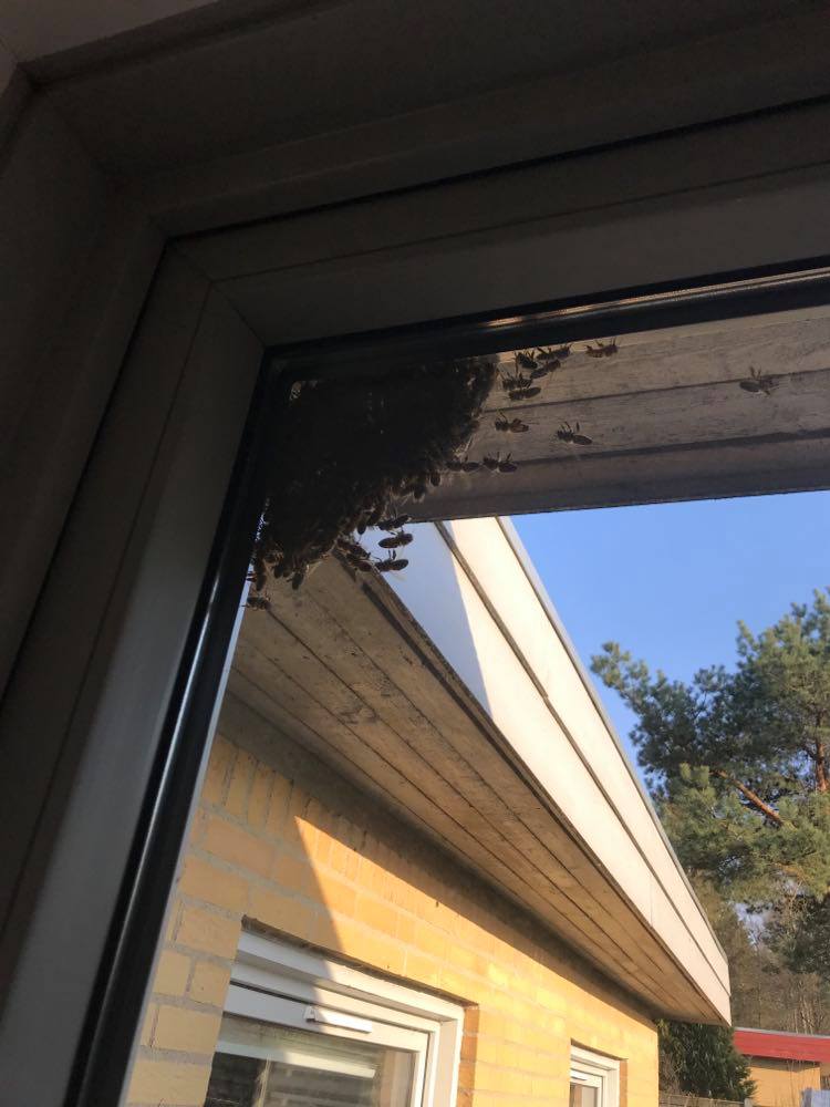 dem som ikke kunne finde hjem